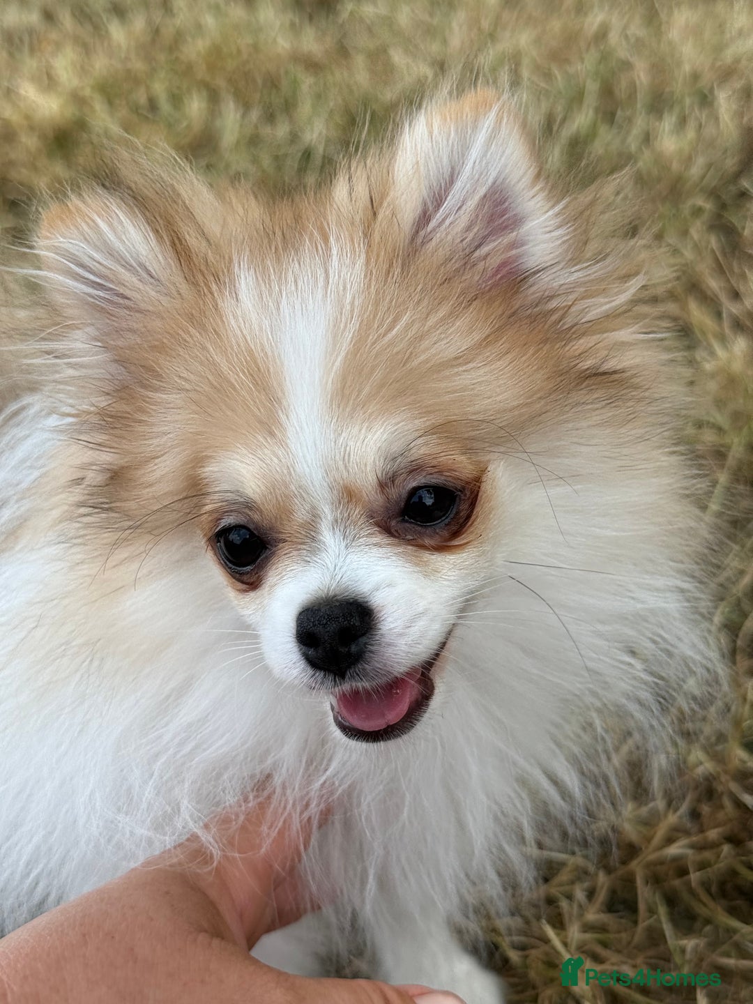 Pomeranian dogs for sale: Only one tiny Pom girl left in Ely - Image 8
