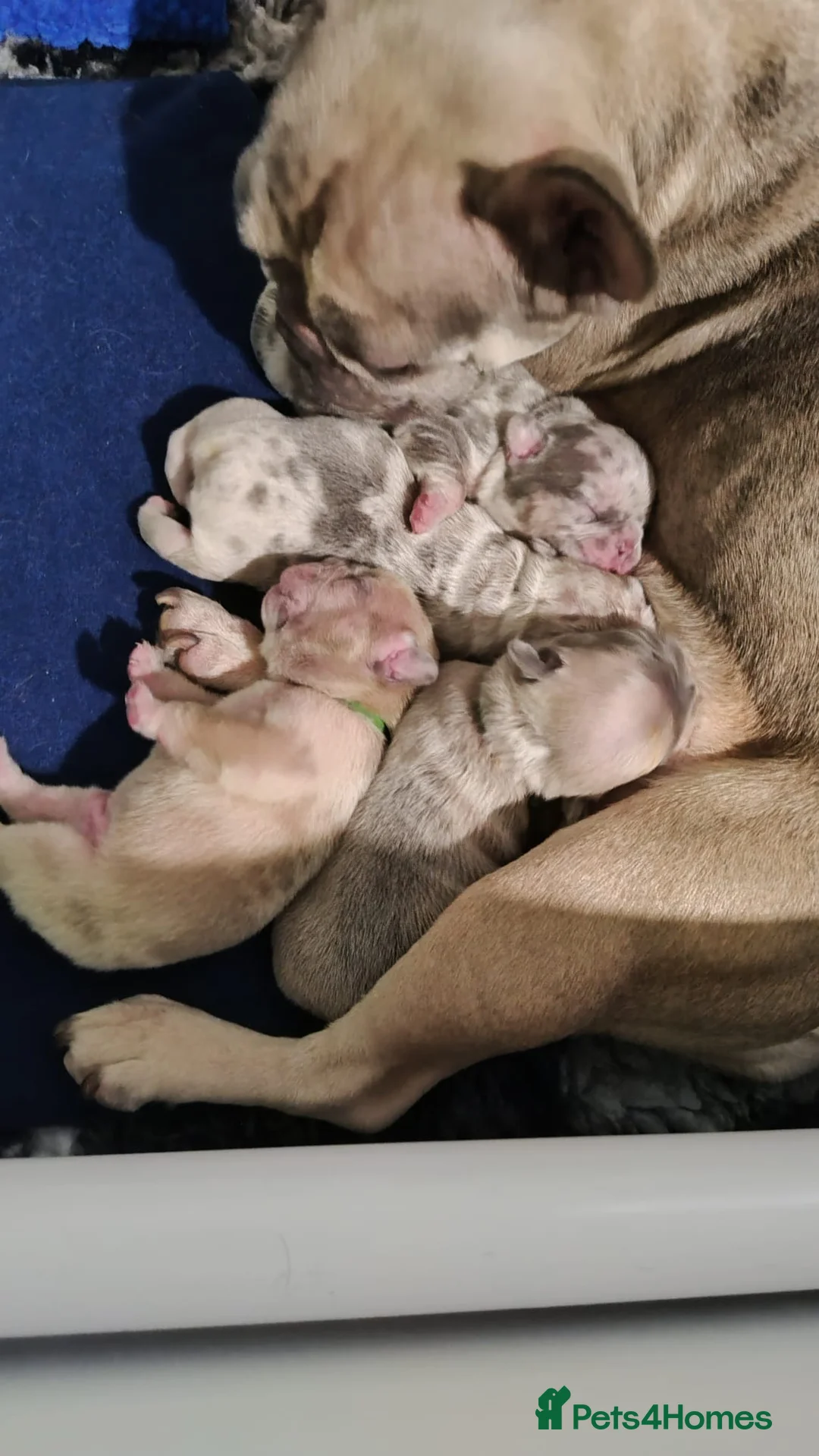 French Bulldog dogs for stud: Two different colour eye Lilac Fawn Cream Merle in St Albans - Advert 5