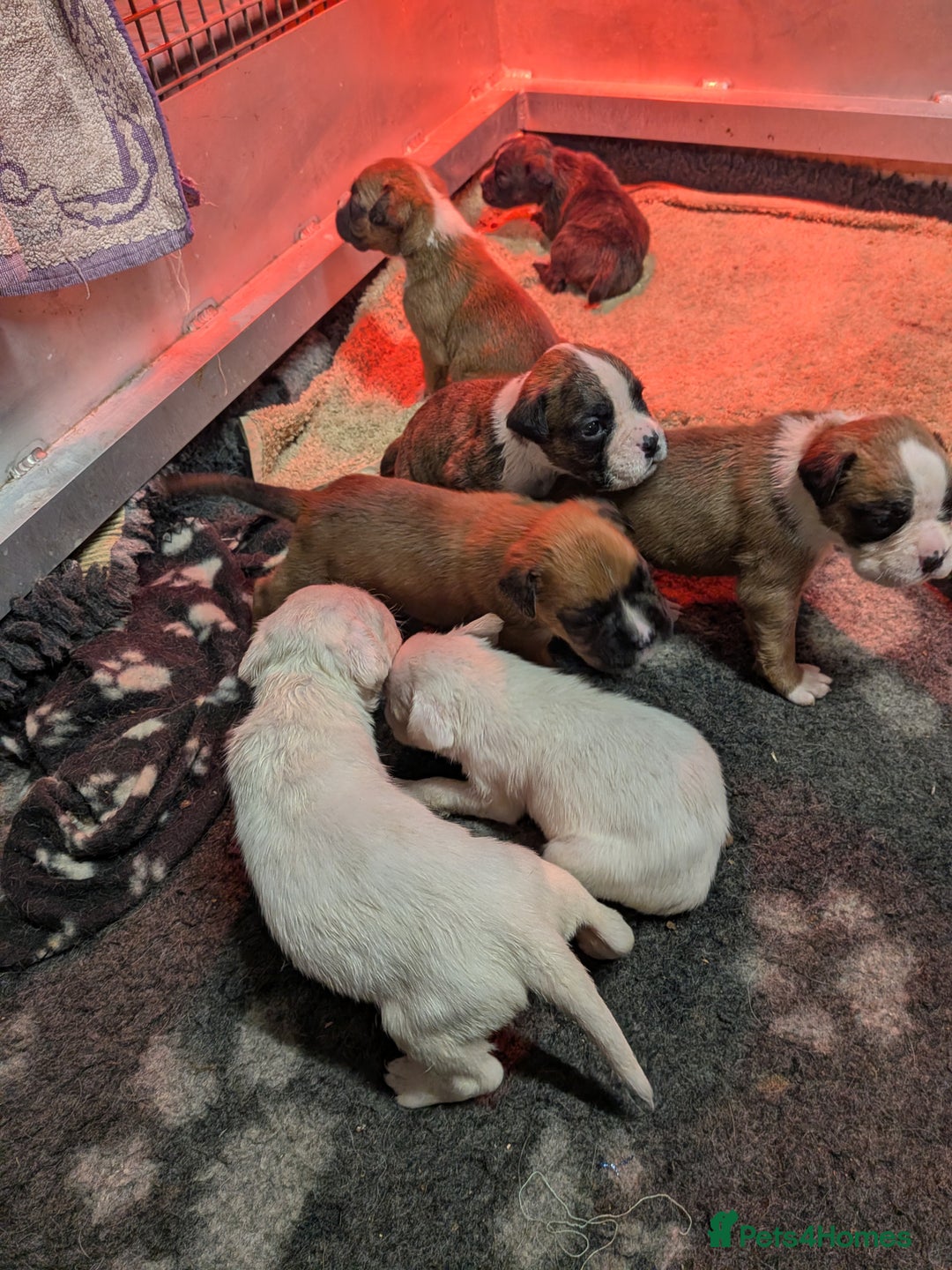 Boxer dogs for sale: KC registered tailed and bobtailed boxer puppies  - Advert 4