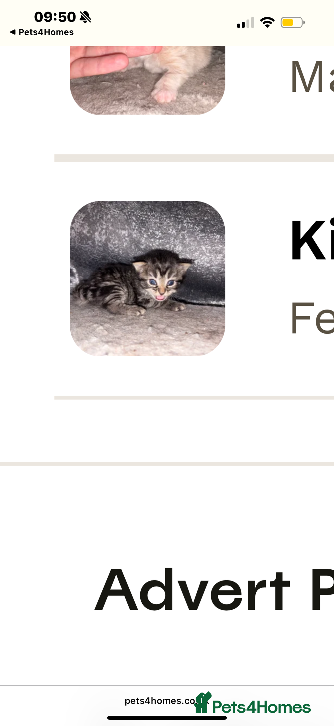 Mixed Breed cats for sale: 5 beautiful babies! - Advert 6