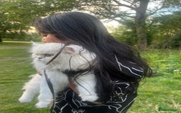 Persian cats for sale: Persian chinchilla  - Image 4