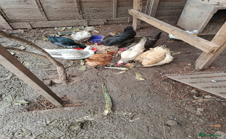 Chickens poultry - Advert 1