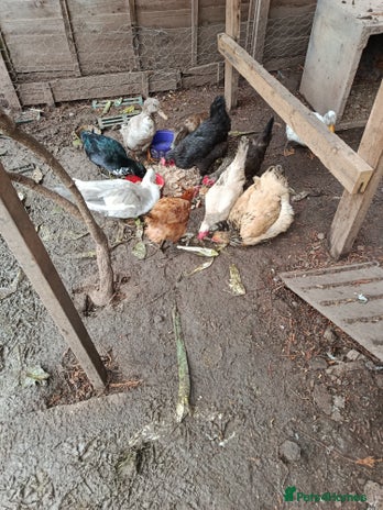 Chickens poultry - Advert 1