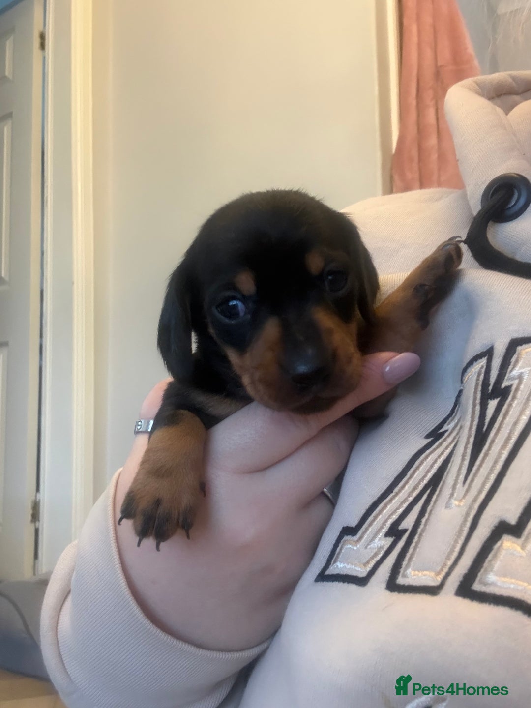 Miniature Dachshund dogs for sale: Black and Tan Miniature Dachshund Puppies  - Advert 8