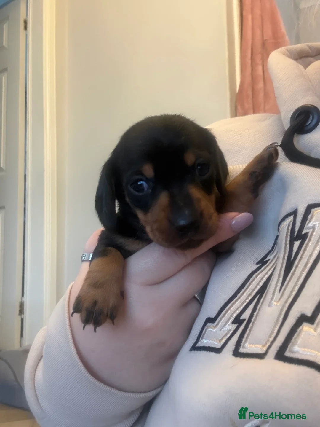 Miniature Dachshund dogs for sale: Black and Tan Miniature Dachshund Puppies  - Advert 12