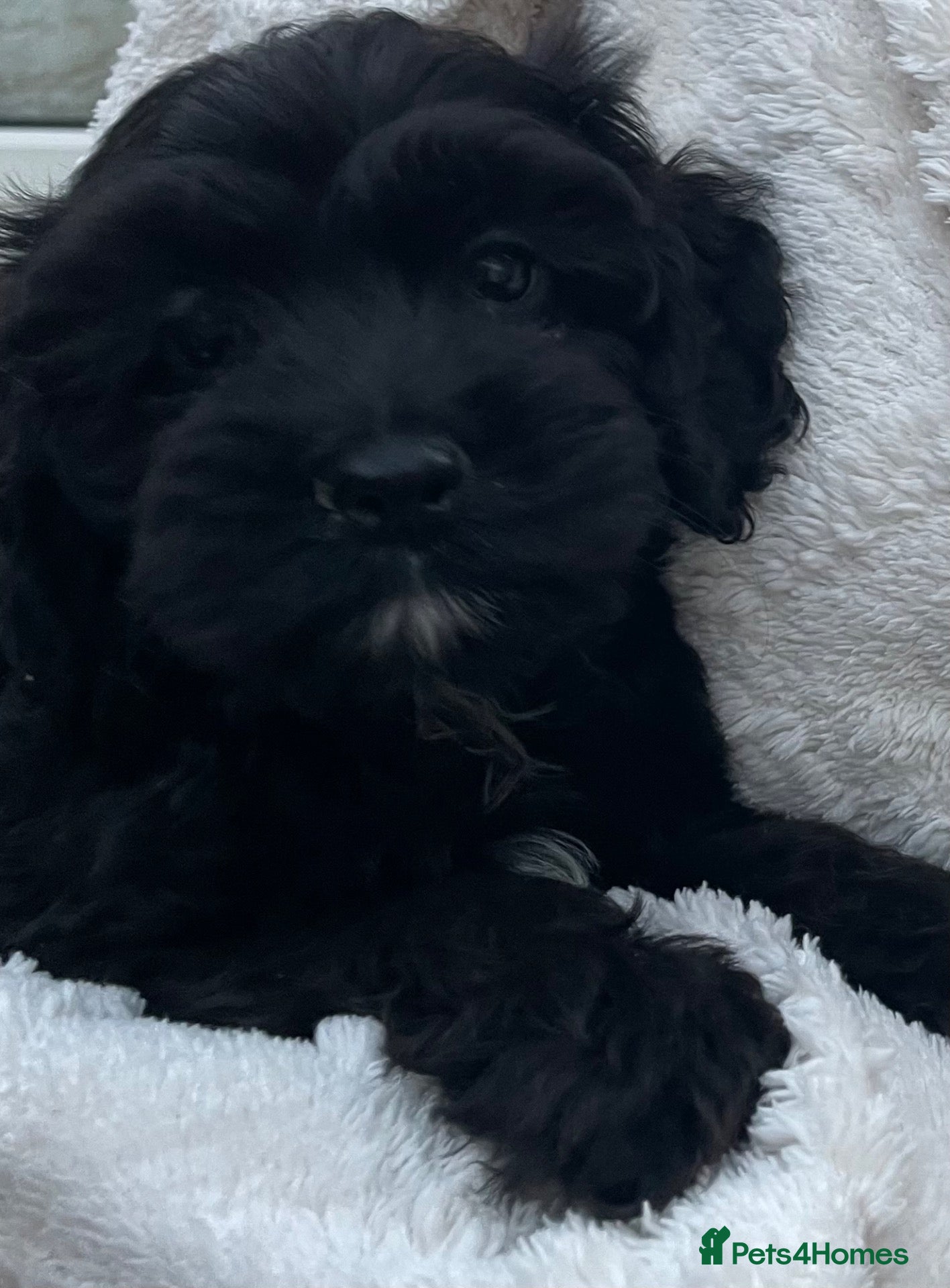 Cockapoo dogs American cockapoos  Yankeedoodles (health tested) - Advert 14