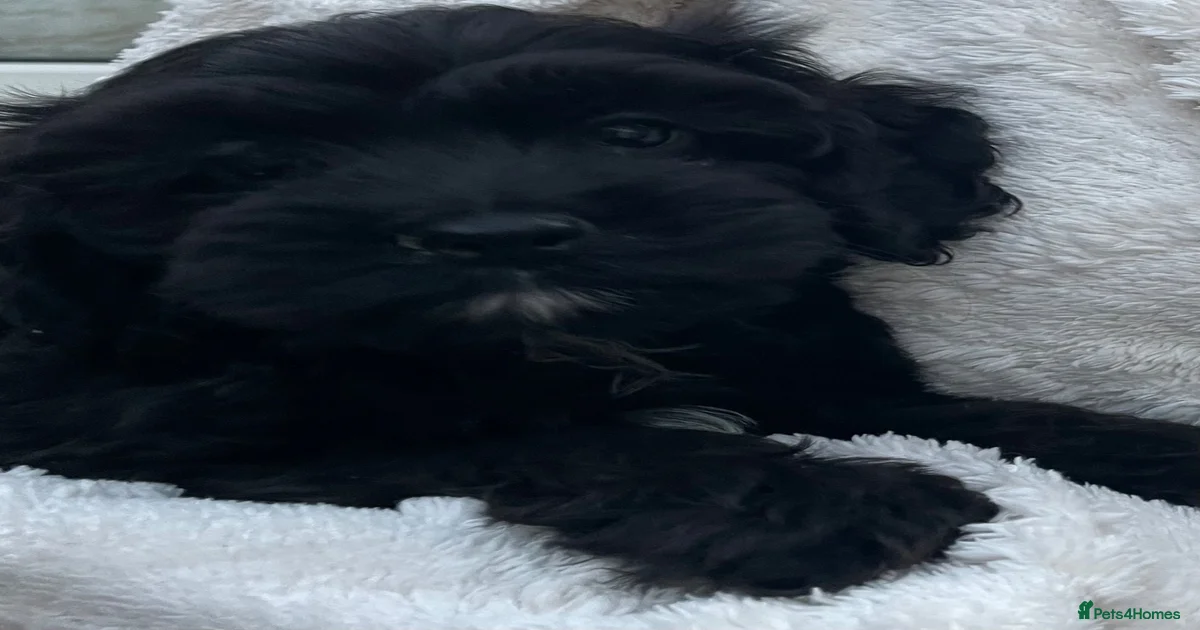 American Cockapoo Puppies for sale | Pets4Homes