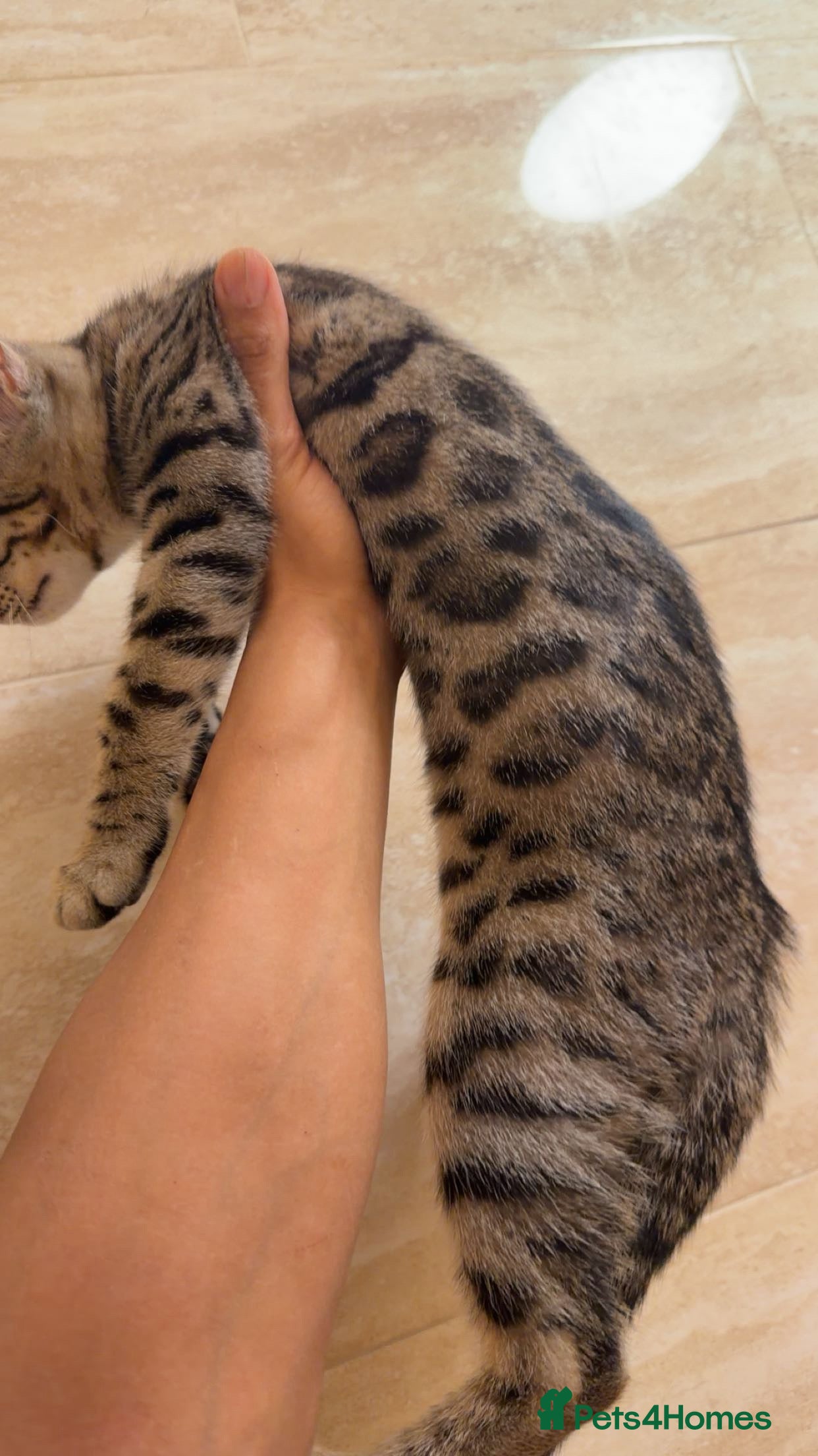 Mixed Breed cats for sale: BENGAL MIX KITTENS 4 SALE SOUTH LONDON - Advert 23