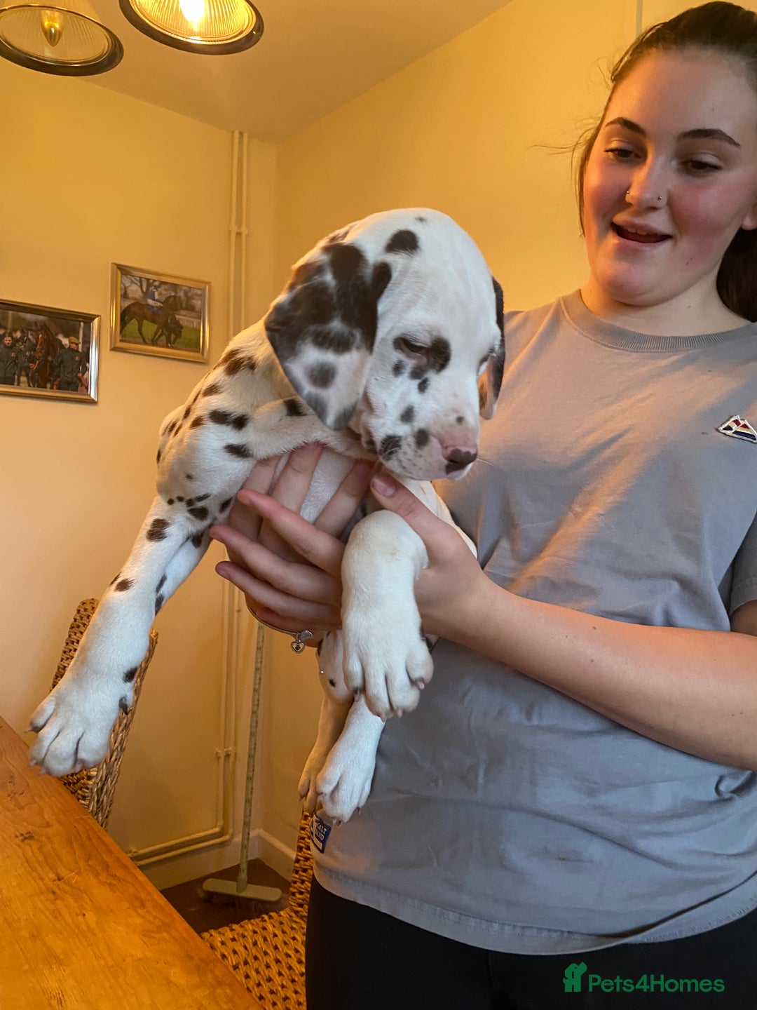 Dalmatian dogs for sale: Top quality show type Dalmatian pups 🐶  - Image 35