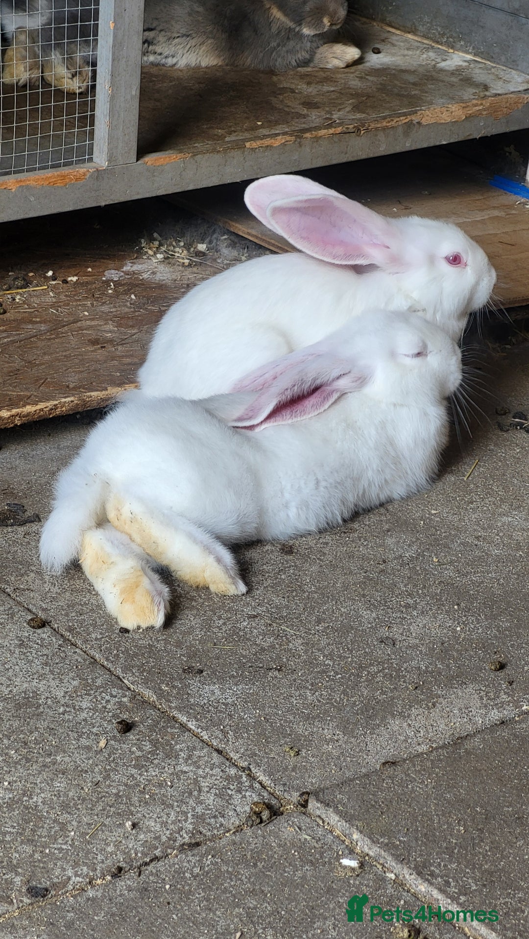 Continental Giant rabbits for sale: Continental giant babies in Swadlincote - Image 3