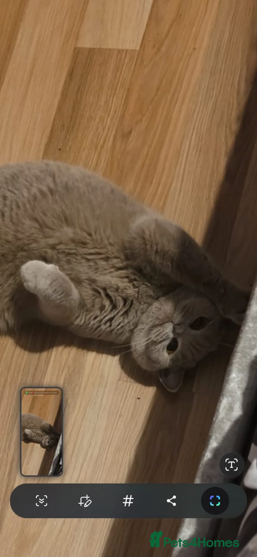 British Shorthair cats for sale: British shorthair female for sale  - Advert 3