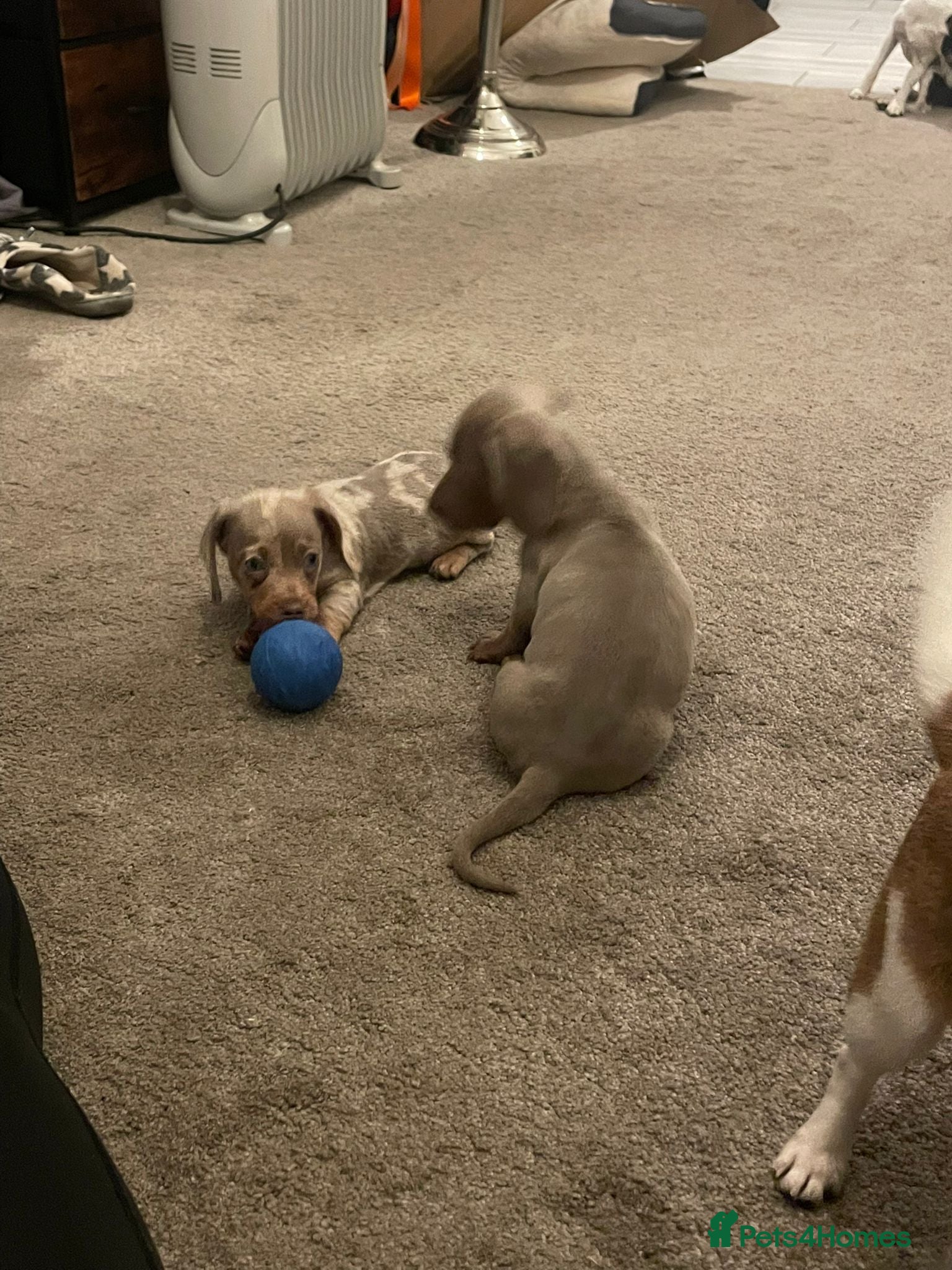 Miniature Dachshund dogs Miniature boys 3 available  - Advert 3