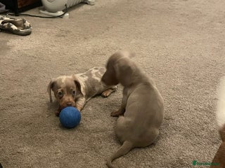 Miniature Dachshund dogs Miniature boys 3 available - Advert 1