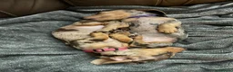 Miniature Dachshund dogs for sale: Miniature dachshund sisters in Bristol - Advert 3