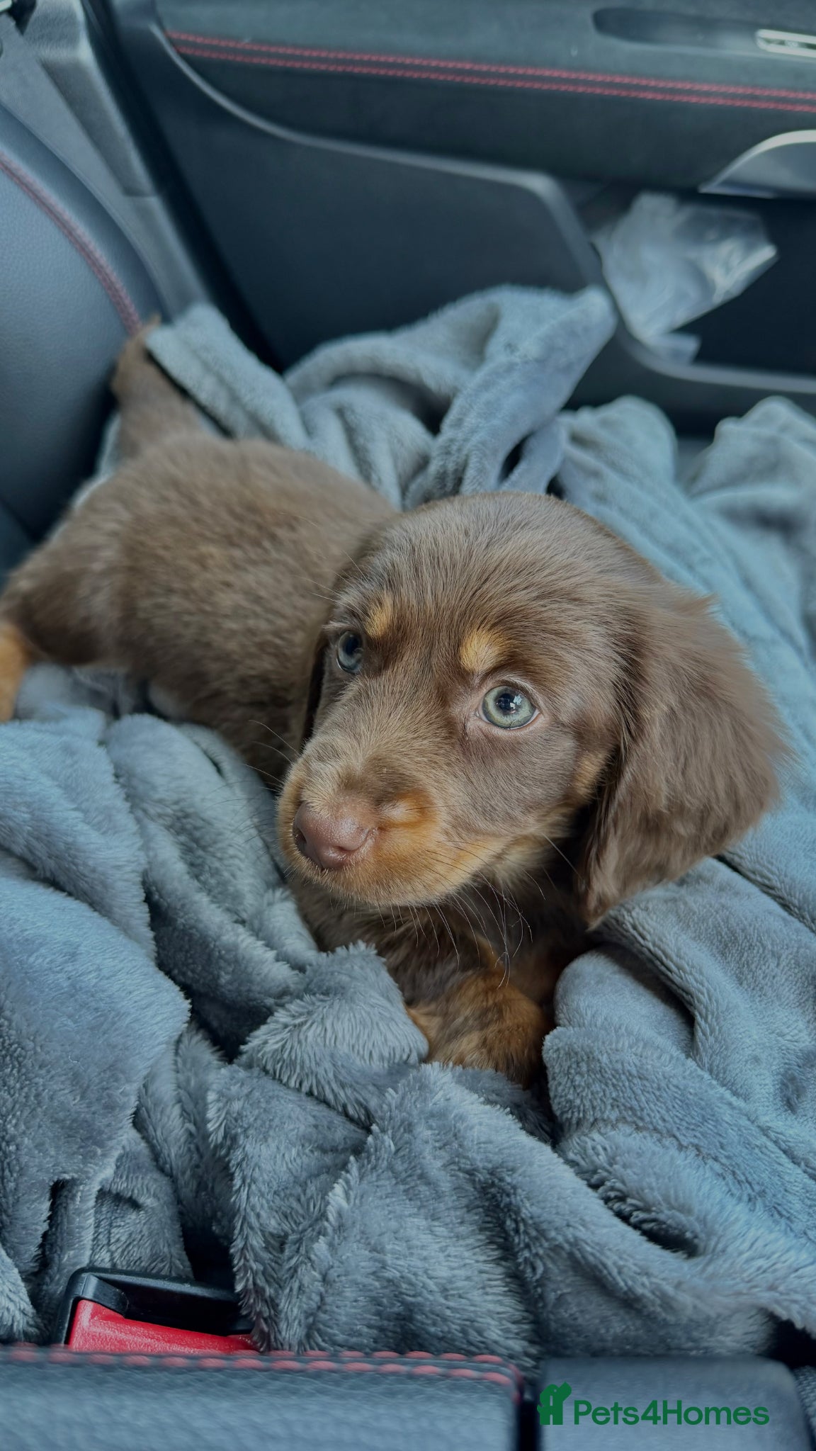 Dachshund dogs Dachshund Puppy 9 Weeks - Advert 1