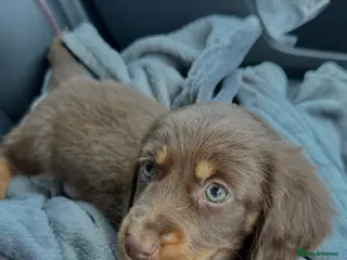 Dachshund dogs Dachshund Puppy 9 Weeks - Advert 13
