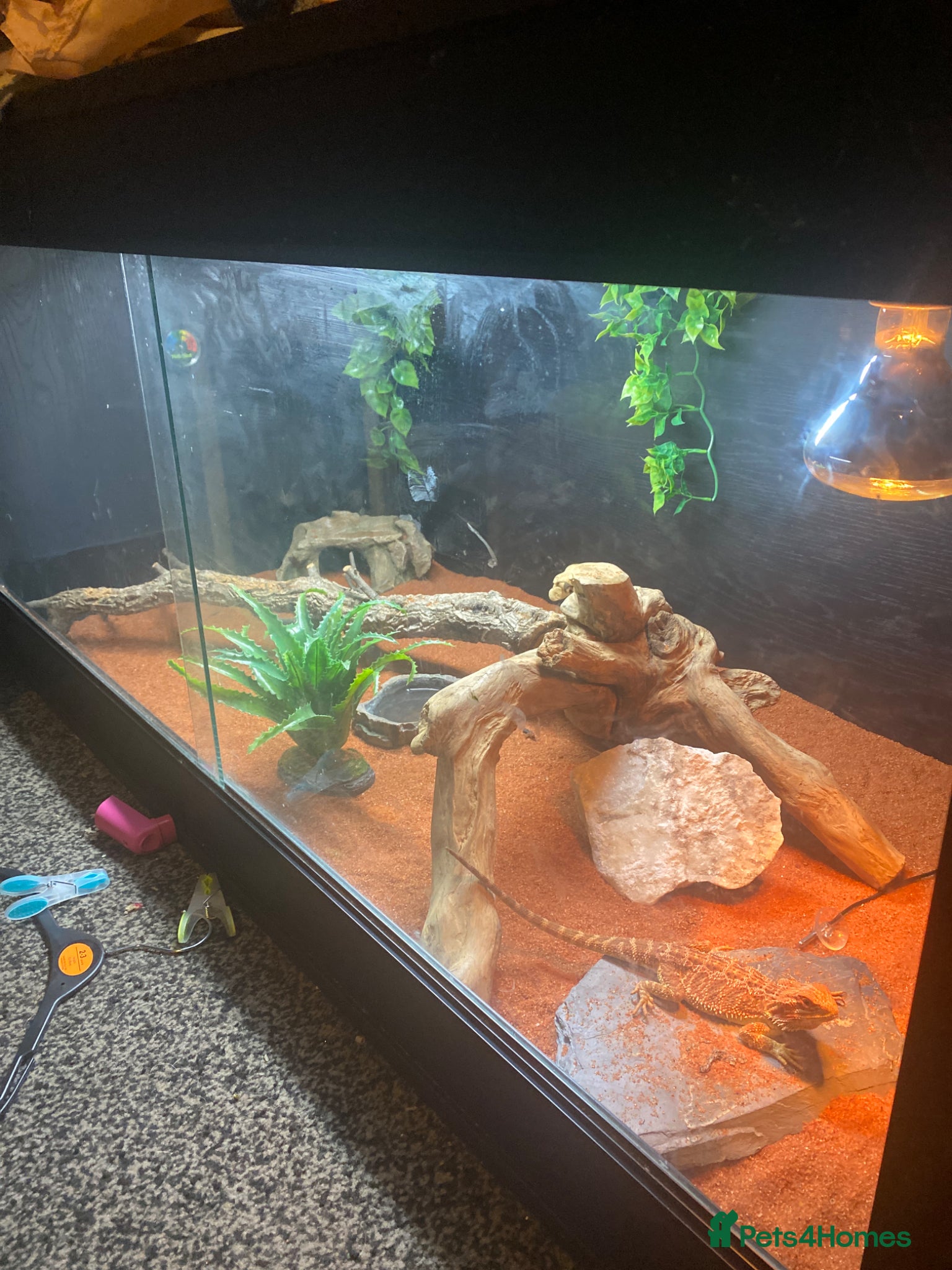 Bearded Dragon reptiles Breaded dragon complet set up  - Advert 1