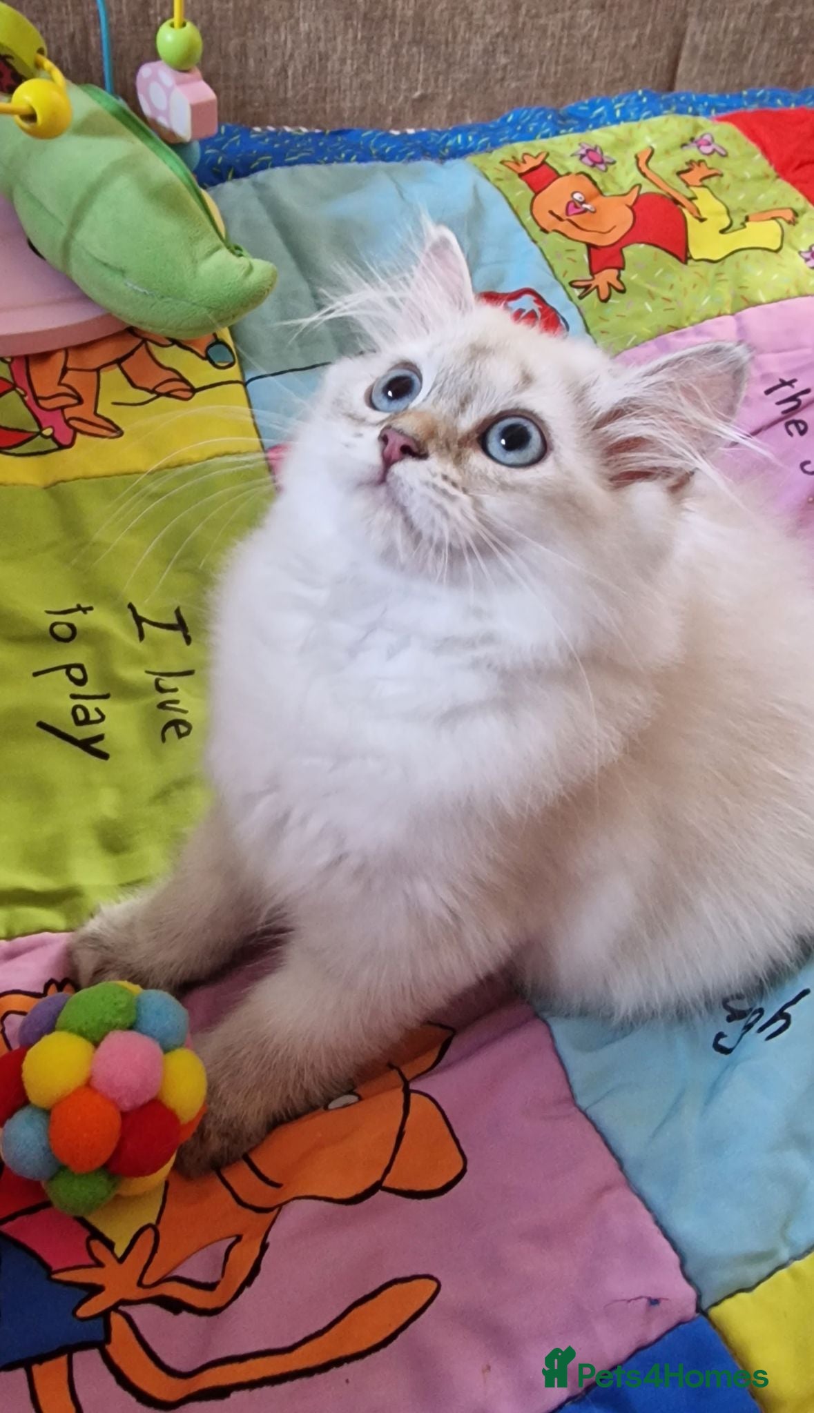British Shorthair cats 💖READY TO GO!💖GOLDEN &SILVER POINT BSH KITTENS💖 - Advert 2