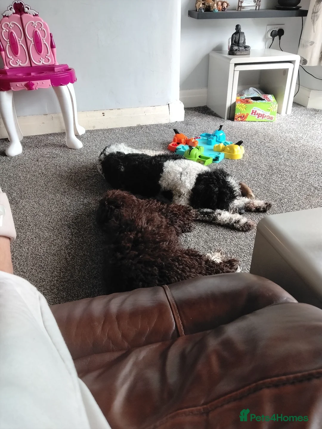 Mixed Breed dogs for sale: Spanish water dog in Manchester - Advert 7
