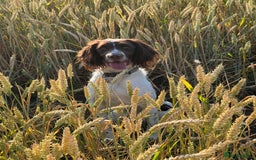 English Springer Spaniel dogs for sale: Springer Spaniel puppies - top pedigree - Image 4