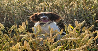 English Springer Spaniel dogs - Advert 2