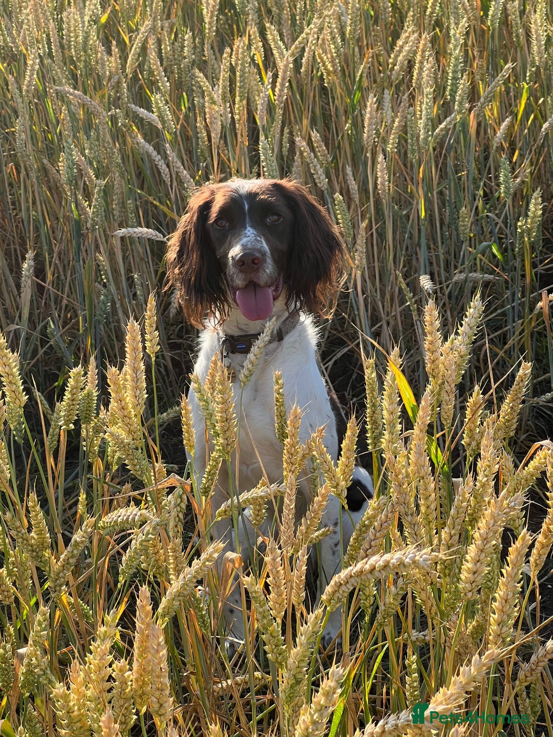 English Springer Spaniel dogs for sale: Springer Spaniel puppies - top pedigree - Image 4