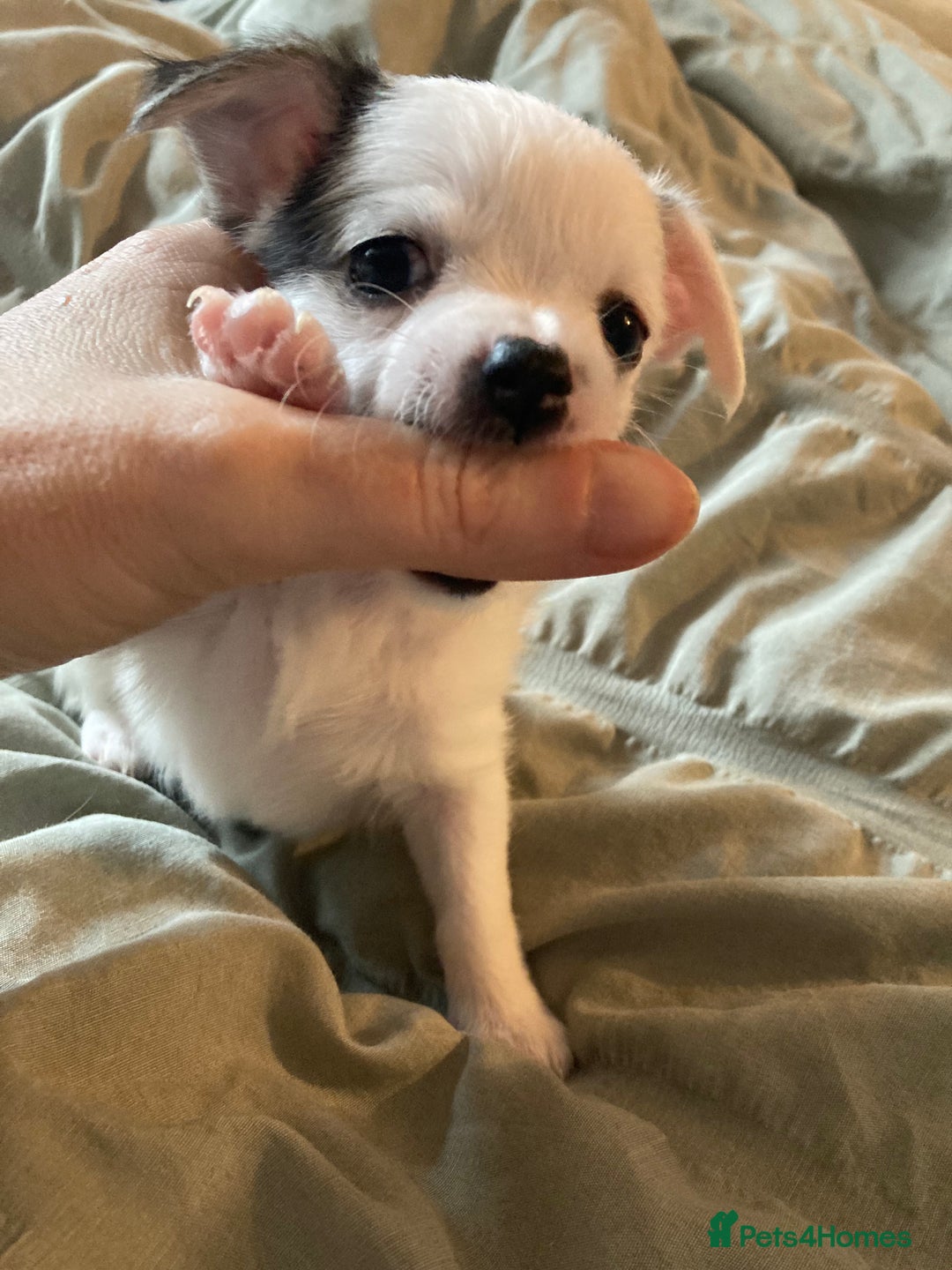Chihuahua dogs for sale: Chiuhuah puppies  - Advert 1