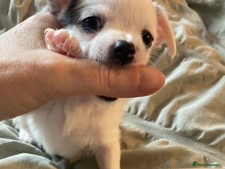 Chihuahua dogs Chiuhuah puppies - Advert 1