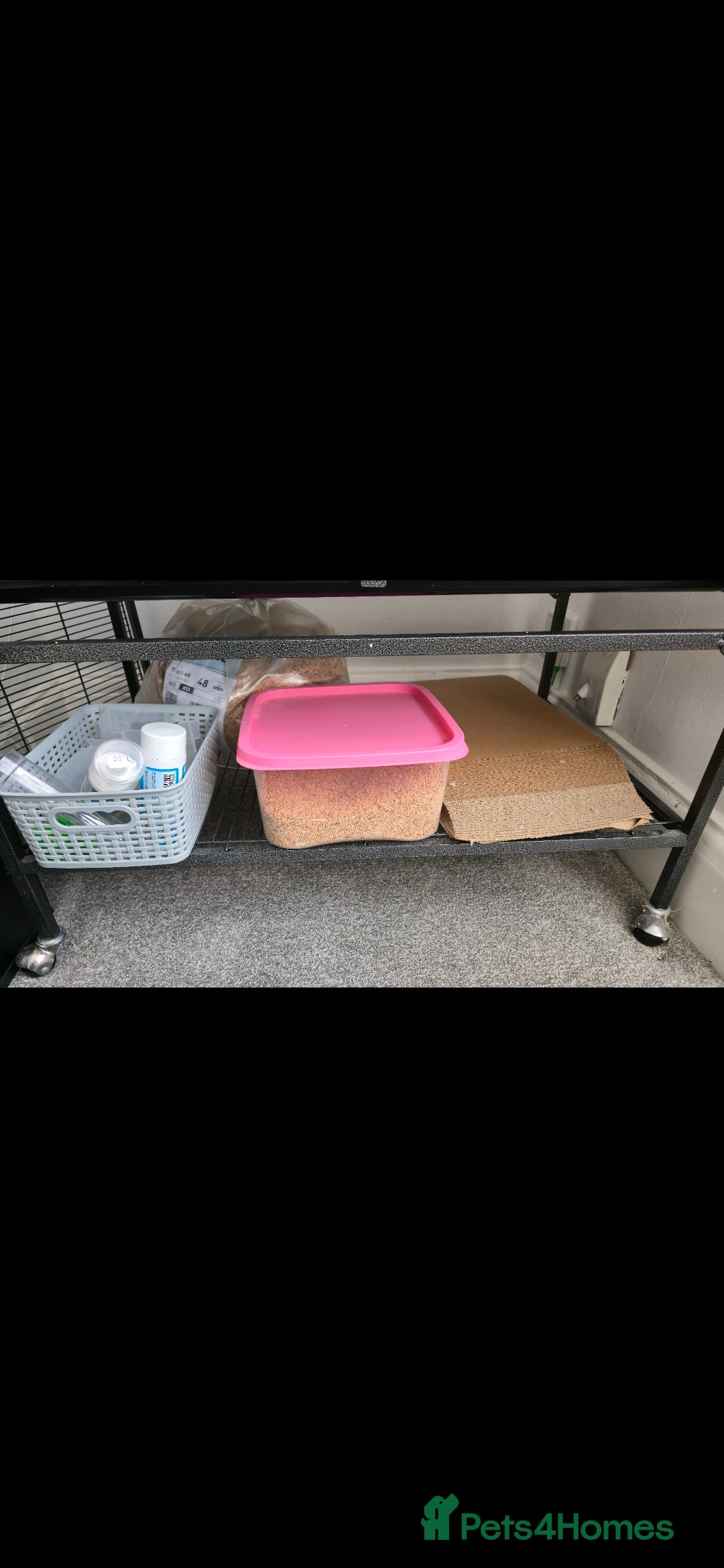 Budgerigars birds for sale: Budgies and cage all together - Image 10