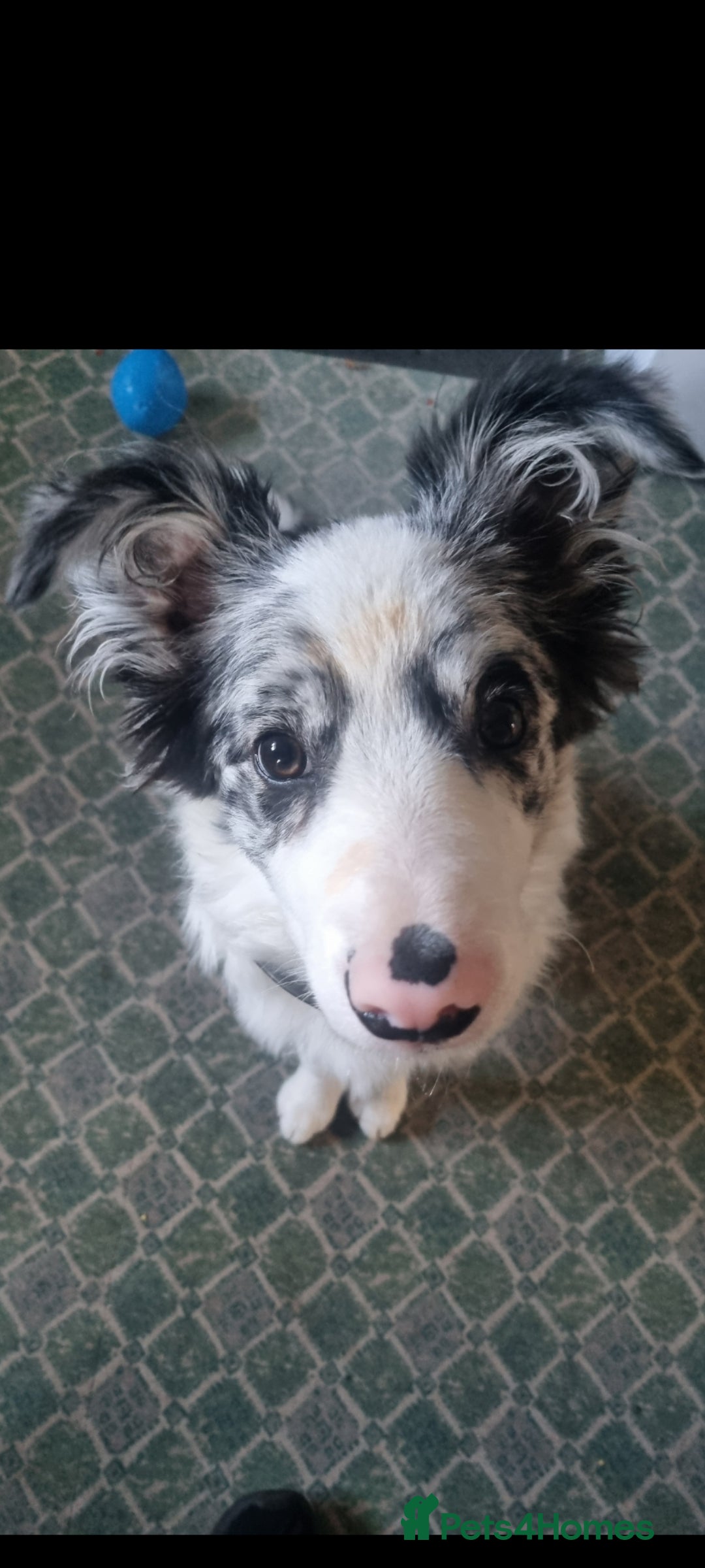 Border Collie dogs for sale: Border collie puppies with KC registered parents - Image 2