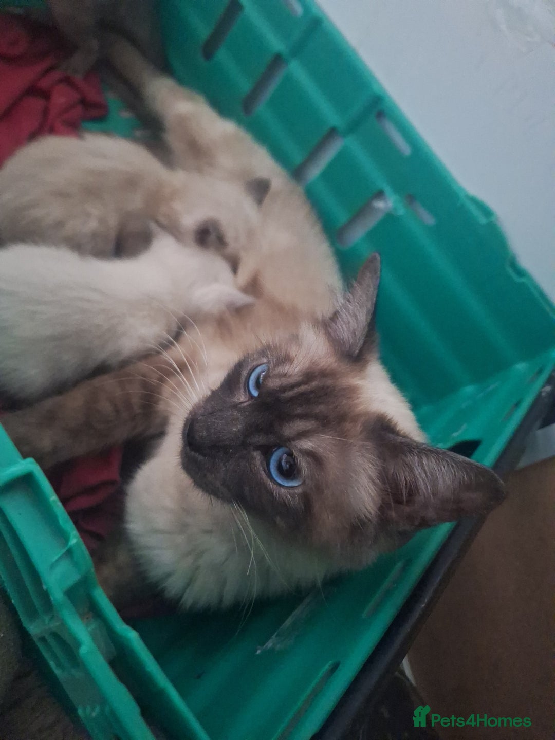 Siamese cats for sale: 2 beautiful siamese kittens  - Image 2