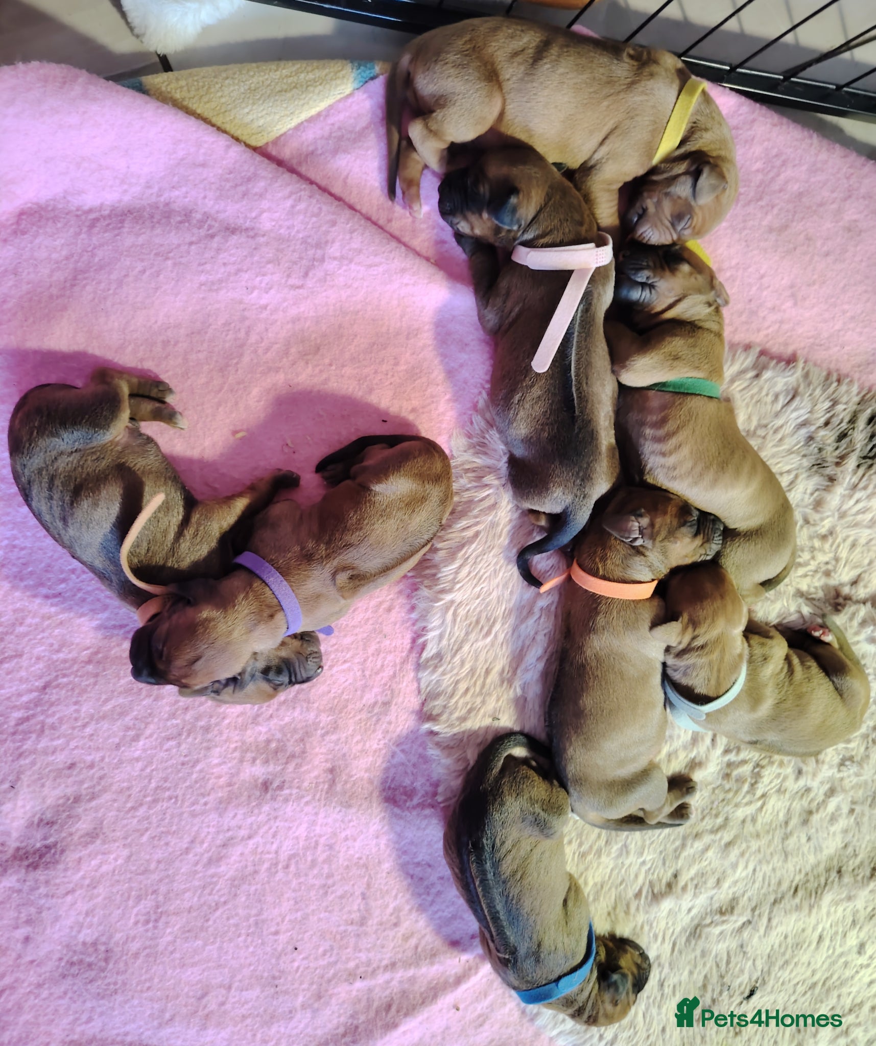 Rhodesian Ridgeback dogs Beautiful Rhodesian Ridgeback puppies-Family pet - Advert 2
