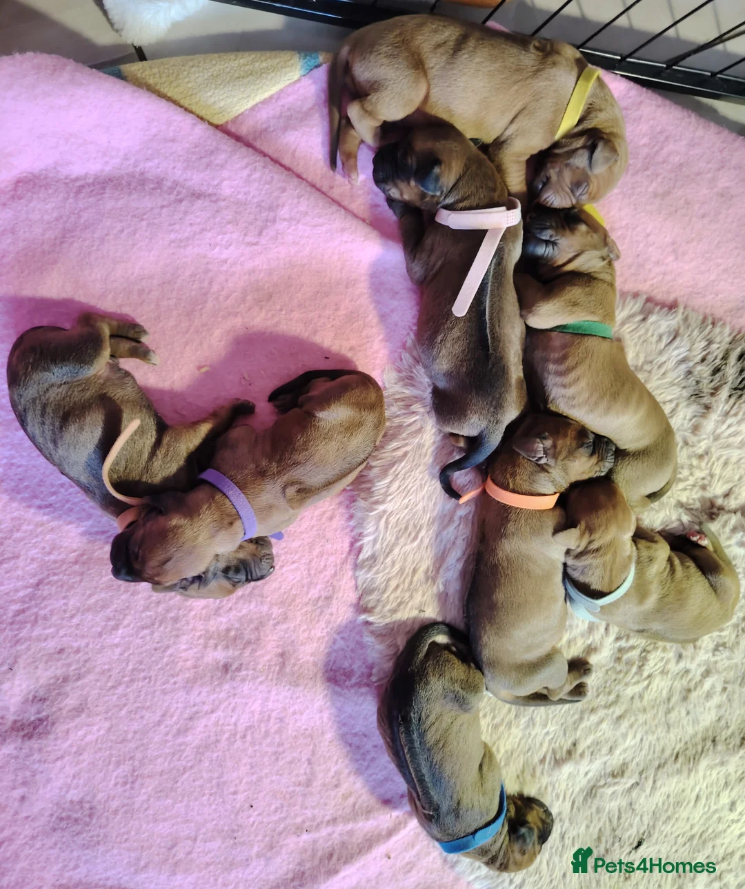 Rhodesian Ridgeback dogs for sale: Beautiful Rhodesian Ridgeback puppies-Family pet - Advert 1