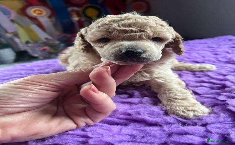 Toy Poodle dogs - Advert 4
