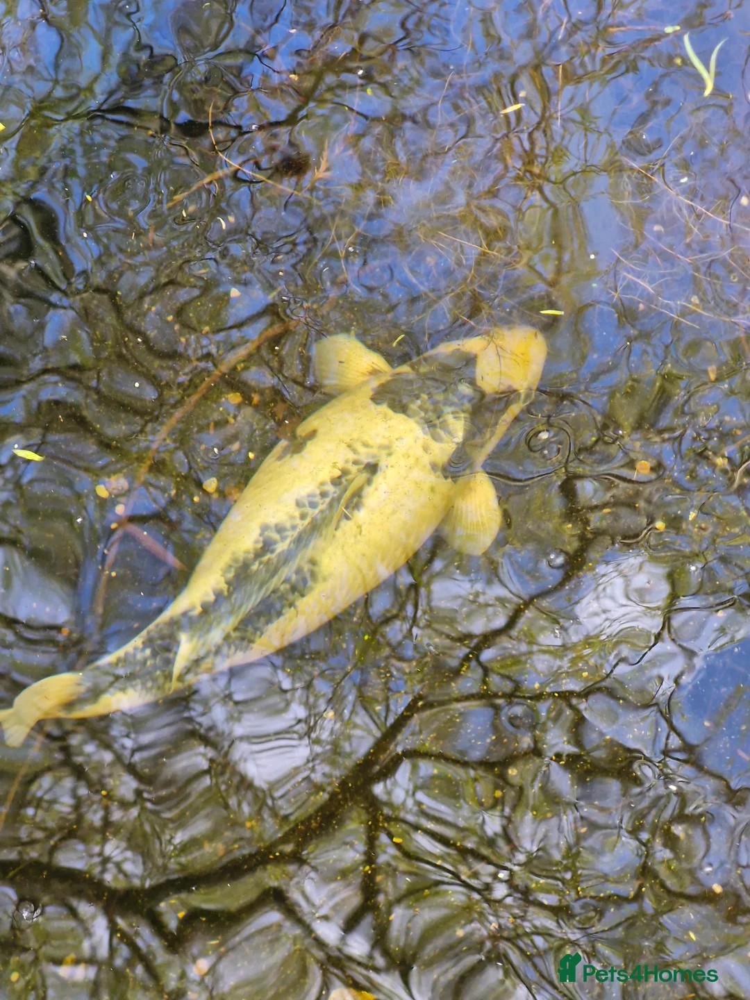 Koi Carp fish for sale: Koi carp (x3) for sale in Plymouth - Advert 8