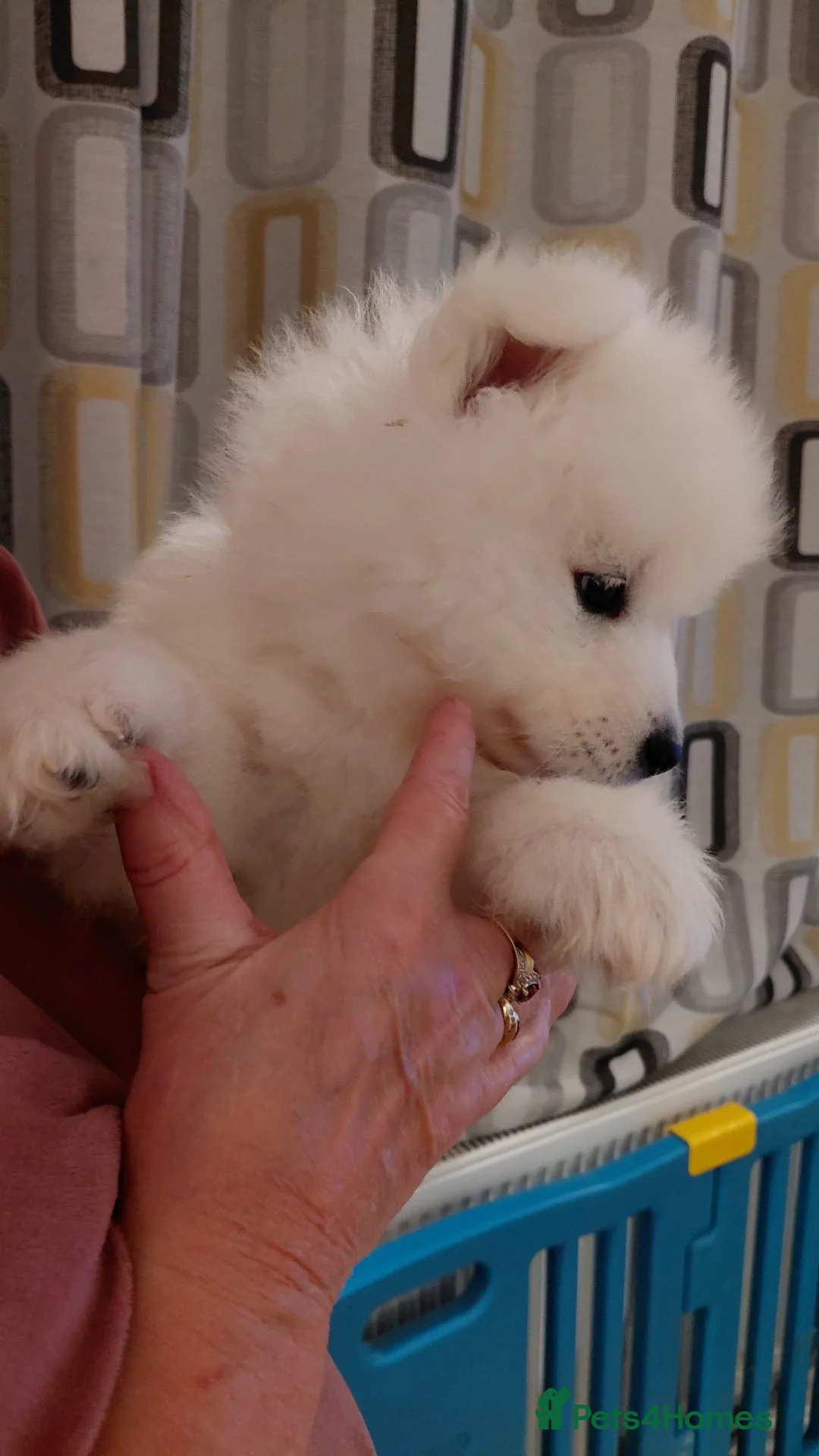 Samoyed dogs for sale: ONE BOY REAVAILABLE Samoyed pups in Essex - Advert 2