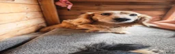 Miniature Dachshund dogs for sale: Miniature longhaired dachshund in Bury Saint Edmunds - Advert 4