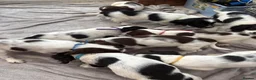 English Springer Spaniel dogs for sale: Springer spaniel puppies - Advert 3