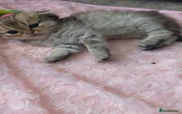 Scottish Fold cats for sale: 5 Beautiful ScottishFolds Kittens - Image 13