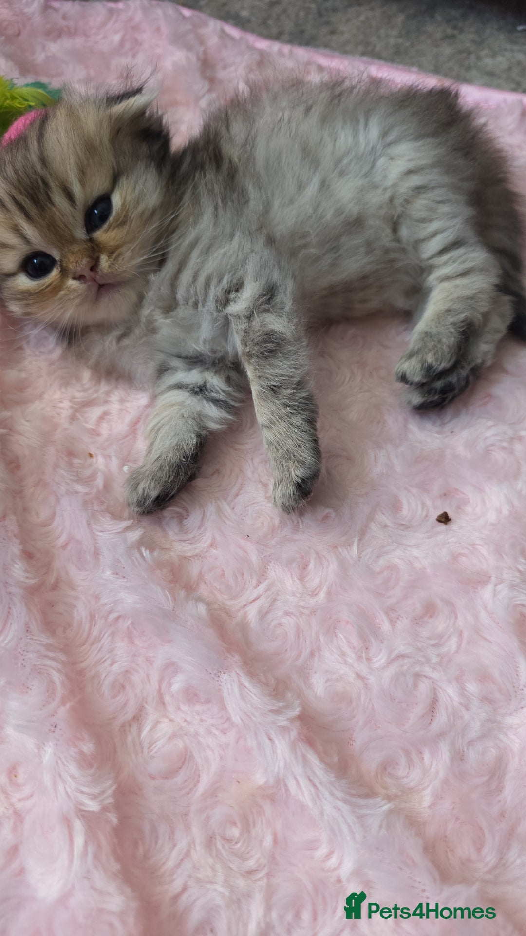 Scottish Fold cats for sale: 5 Beautiful ScottishFolds Kittens - Image 13