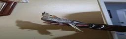 Cockatiels birds for sale: Hand Tamed Baby Cockatiels Super Friendly foe sale - Advert 9