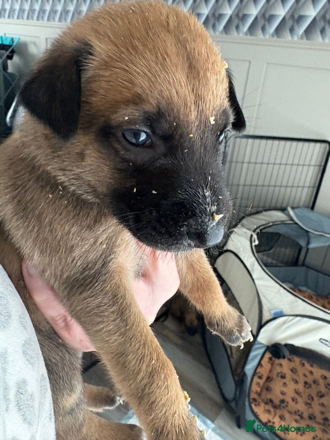 Mixed Breed dogs for sale: Belgian mali cross bullgreyhound PUPPIES  - Advert 7