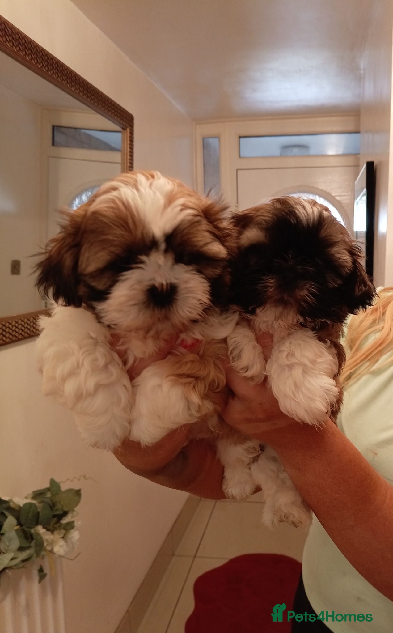 Shih Tzu dogs Shih Tzu puppies - Advert 5