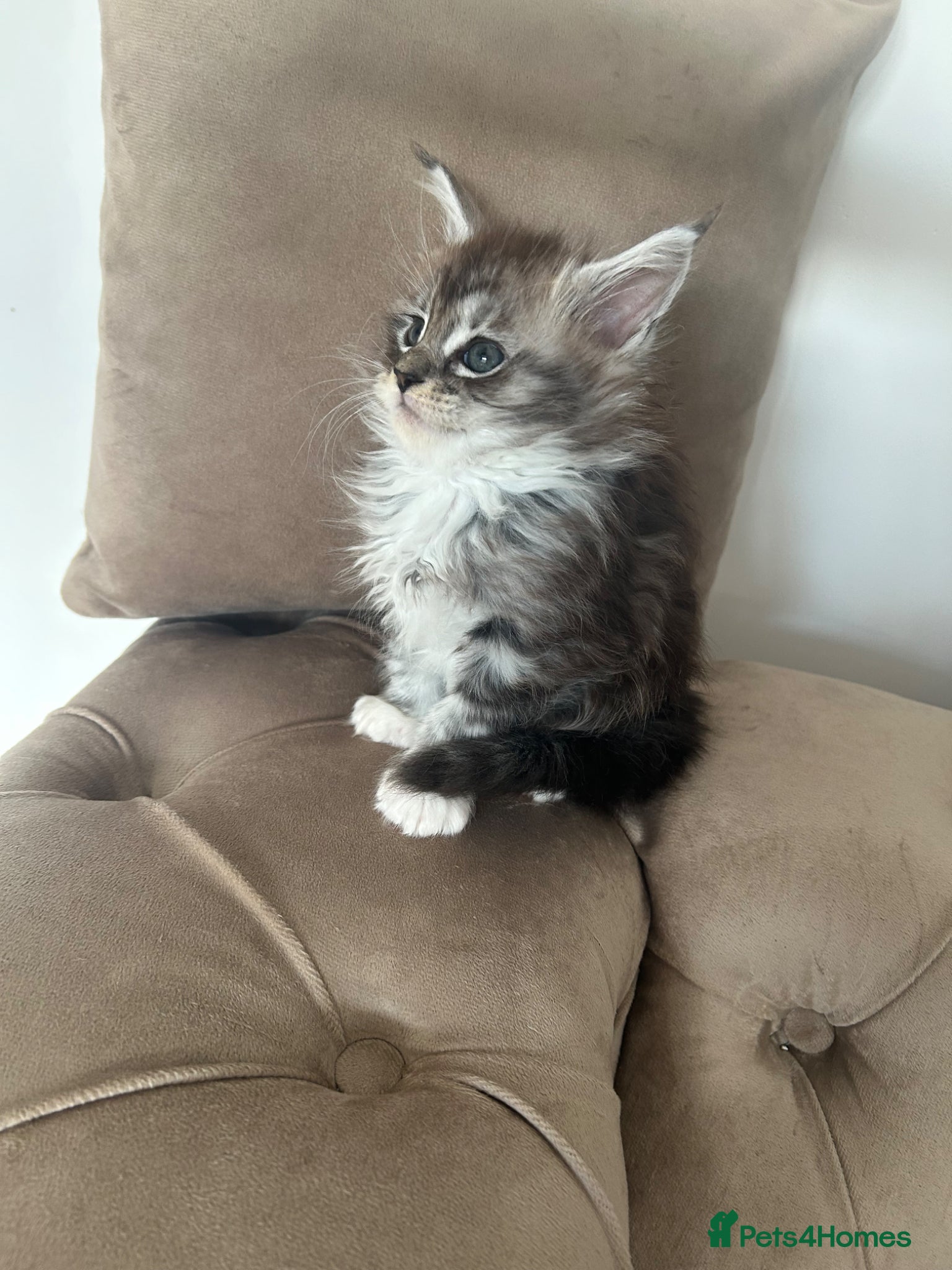 Maine Coon cats MaineCoon kittens - Advert 2