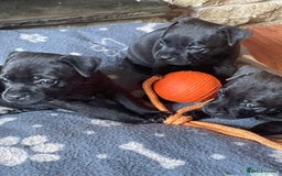 Staffordshire Bull Terrier dogs for sale: Kc registered kassius pups  - Image 1