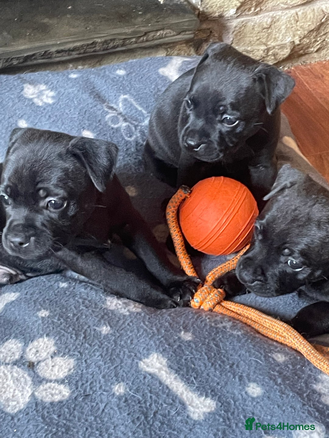 Staffordshire Bull Terrier dogs for sale: Kc registered kassius pups  - Image 1