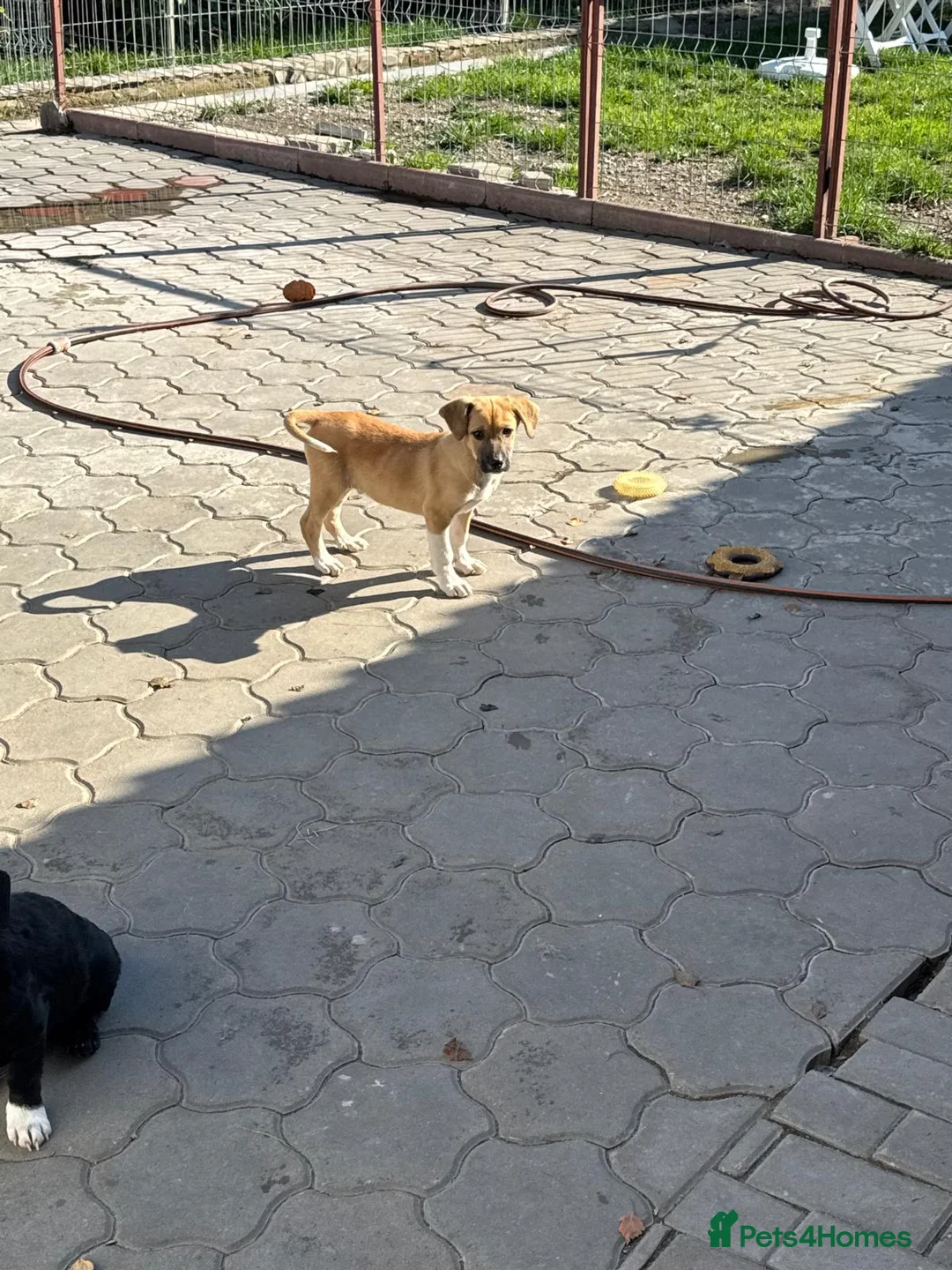 Mixed Breed dogs for adoption: JERRY – a Golden-Hearted Boy with a Playful Spirit - Advert 8