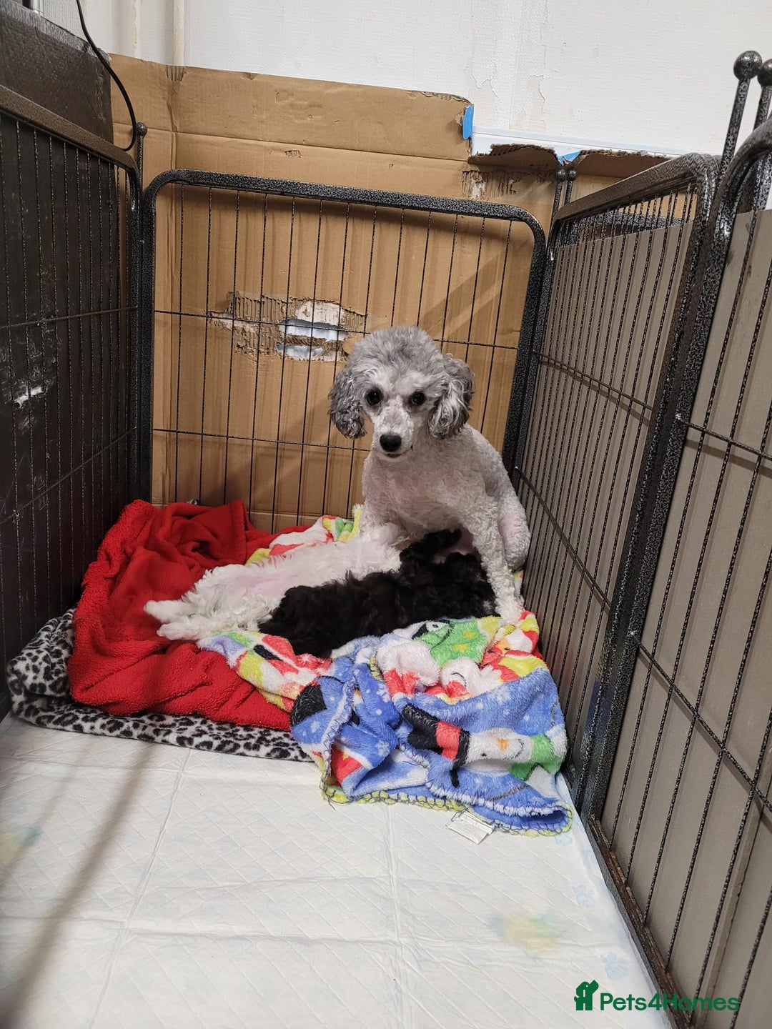 Toy Poodle dogs for sale: Asian phantom toy poodles - Advert 2