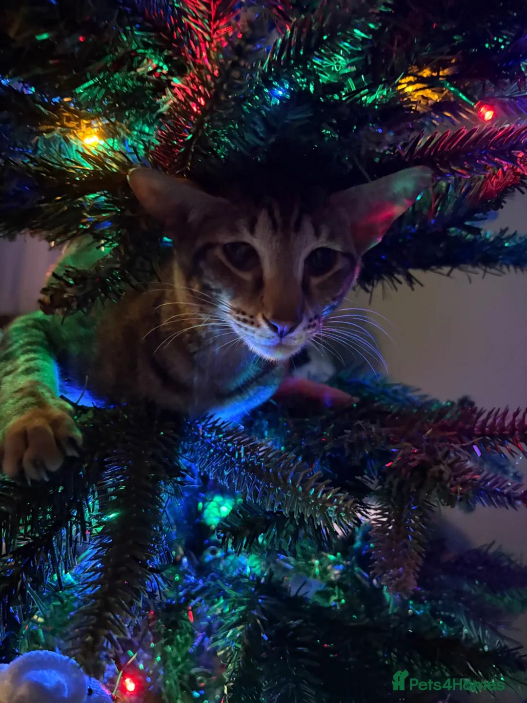 Mixed Breed cats for stud: Female  in Beaminster - Advert 2