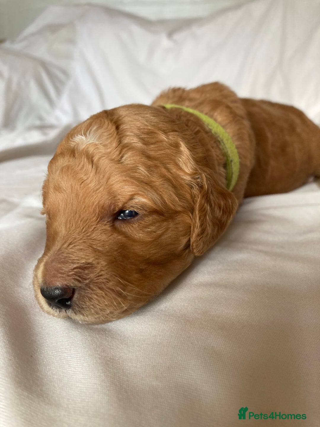 Labradoodle dogs for sale: Beautiful F3b Labradoodle Puppies - Image 16